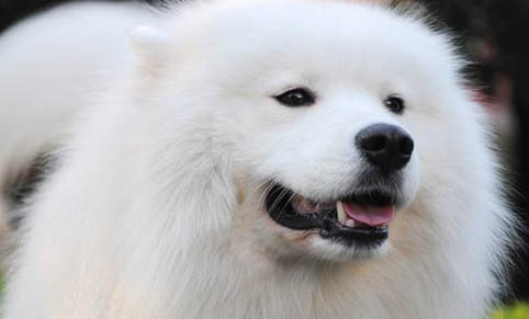 狗狗為什么長蜱蟲