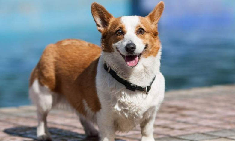 小型犬狗糧如何喂食視頻教程