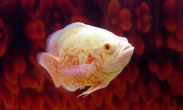 地圖魚爛尾爛鱗怎么辦