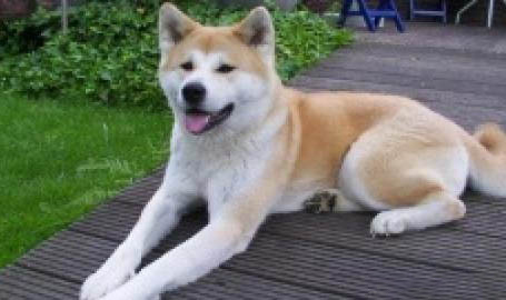秋田犬為什么會被禁養?