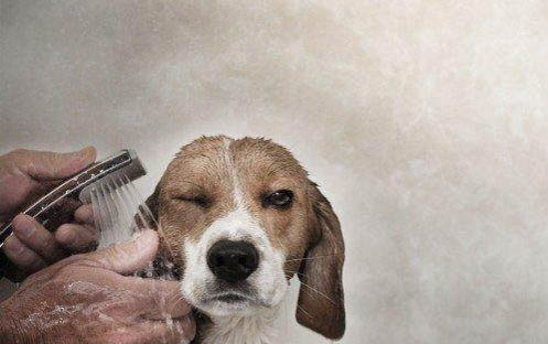 狗狗絳蟲病有哪些癥狀