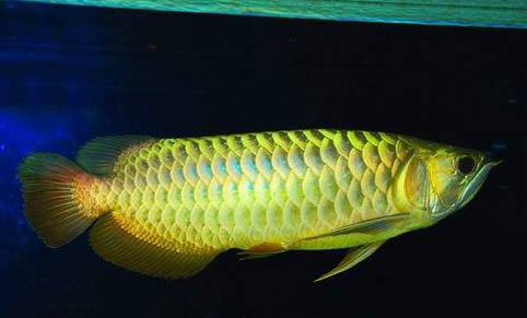 如何飼養(yǎng)黃曼龍魚 對(duì)水溫和食物的要求