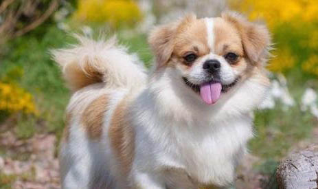 獵犬品種有哪些