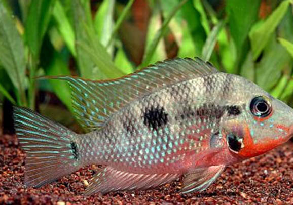 銀龍魚可以養(yǎng)兩條嗎
