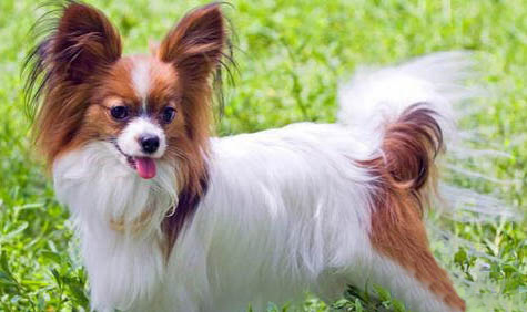 蝴蝶犬多久洗一次澡