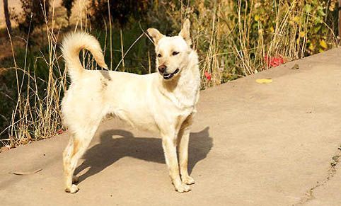 純種中華田園犬在哪買