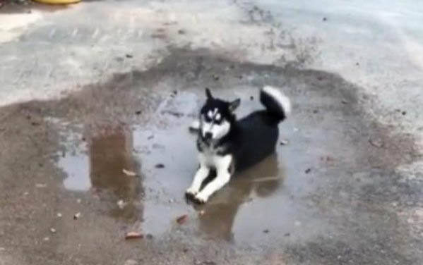 為什么狗狗總是喜歡蹭屁股呢