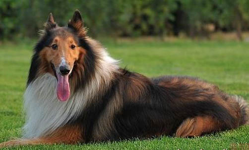 蘇格蘭牧羊犬嘔吐的具體護理方法
