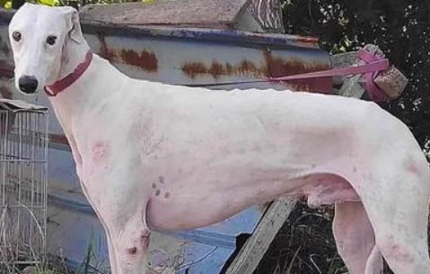 格力犬嘔吐、不吃東西的原因及處理方法