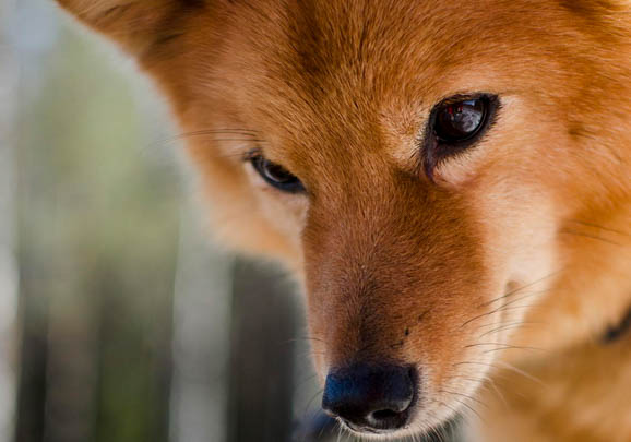 獵犬有哪些品種