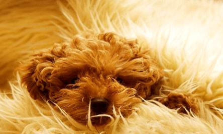 標準貴賓犬圖片大全