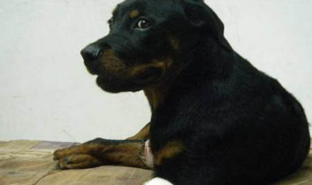 羅威納犬幼犬多少錢一只