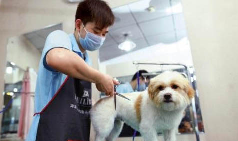 家養狗和寵物狗哪個聰明呢?