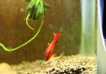 龍魚不換水可以活多久
