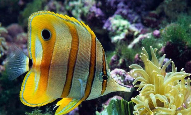 地圖魚白斑病圖片