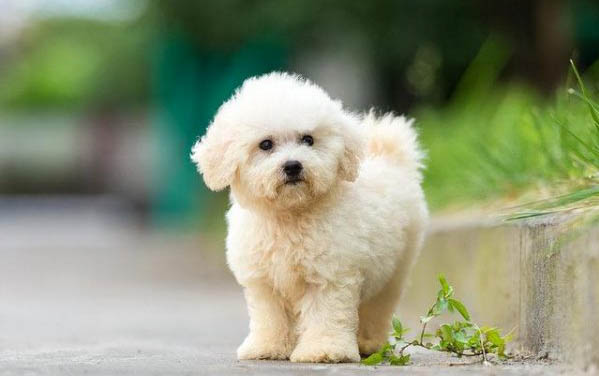 狗狗總是有眼屎是什么原因