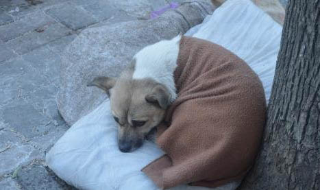 犬貓疫苗免疫失敗的原因及處理方法