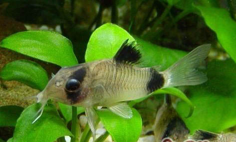 鼠魚的品種及新魚飼養(yǎng)方法