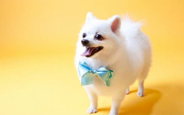 拉布拉多幼犬咬東西該如何訓(xùn)練