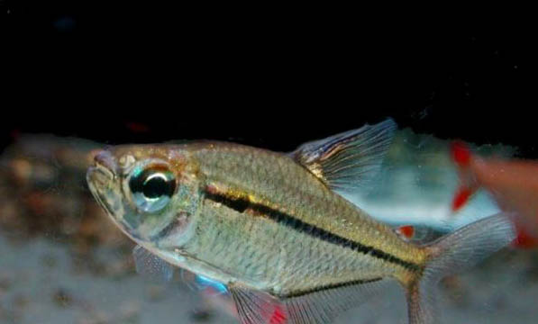 淡水魚有哪些