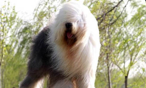 狗狗犬瘟在家怎么治療需要買什么藥