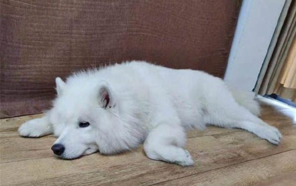 小狗可以吃草莓嗎?