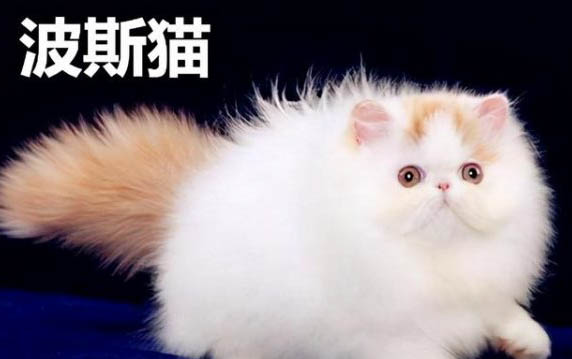 寵物貓能吃蘋果么