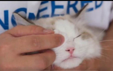 貓吃雞胸肉有助于發腮嗎