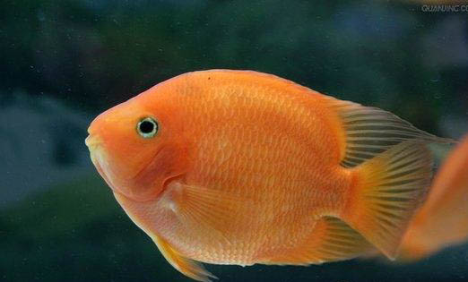 淡水觀賞魚的繁殖注意事項