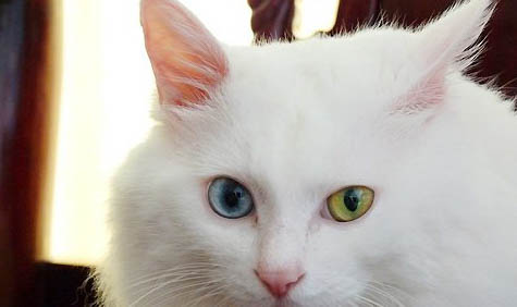 山東獅子貓可以人工飼養嗎