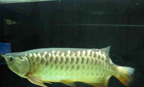 如何培養金龍魚認識主人