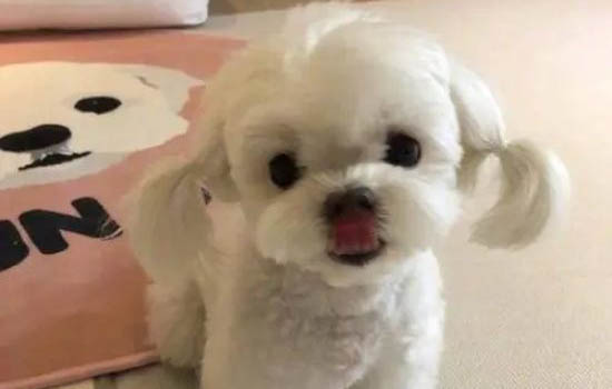 狗可以坐飛機嗎