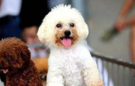 貴婦犬的壽命有多長?