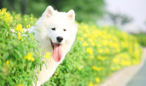 薩摩耶狗懷孕吃什么