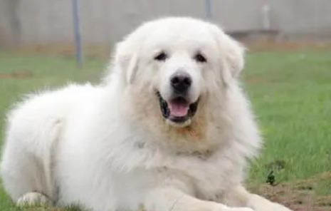 一個月大白熊犬如何喂養