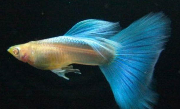 劍尾孔雀魚好養嗎