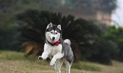 狗狗能吃動物肝臟嗎