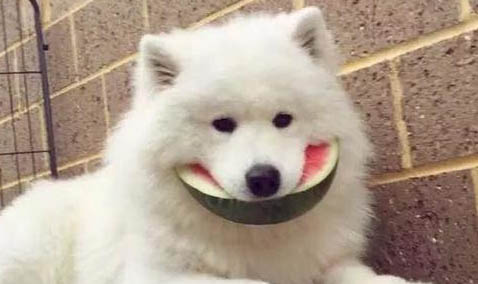 狗狗幾個月訓練最好