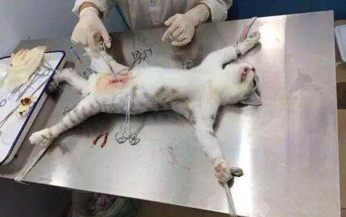 蚊香多久吸一次貓咪容易死