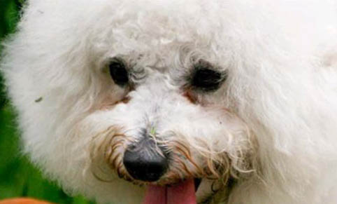 狗狗懷孕使用驗孕棒多久能測出來