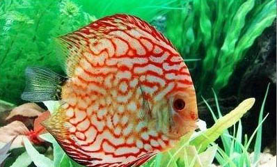 七彩神仙魚的混養