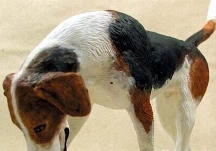 成年美國獵狐犬多久驅蟲一次