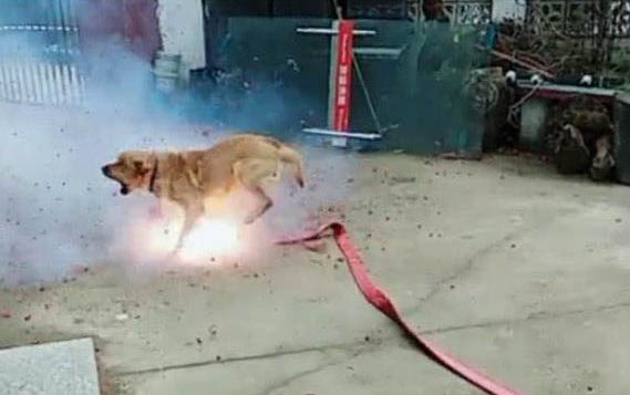 狗狗的毛發干燥沒光澤是怎么回事?怎么辦?