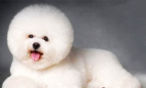 狗不吃東西吐黃水是什么原因