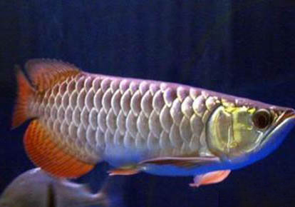 星點龍魚能混養嗎
