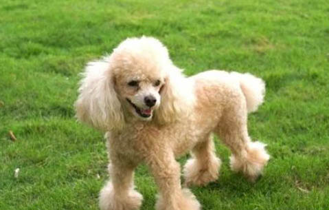 貴賓犬最喜歡吃什么食物