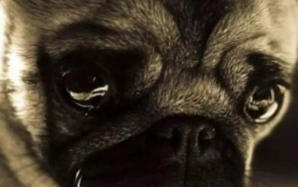 如何判斷家里有沒有犬瘟病毒