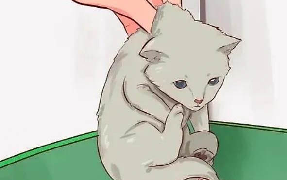 貓咪到處亂尿怎么辦?
