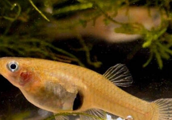 食蚊魚和孔雀魚的區別