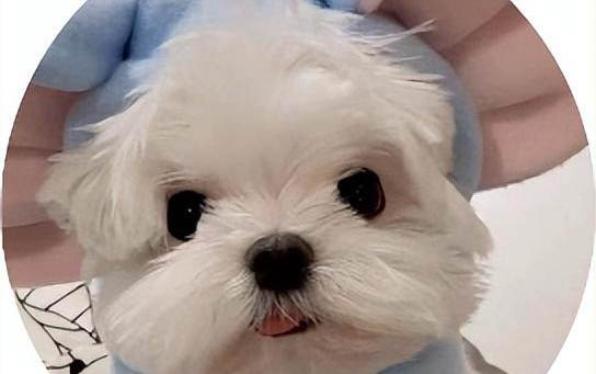 狗狗打針一共多少次,需要每年都打嗎